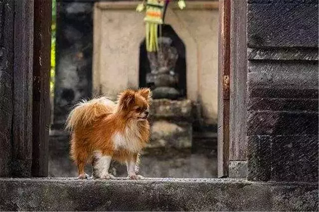 狗狗誤舔消毒液而中毒,打掃狗窩需注意三點,保護愛犬不被誤傷