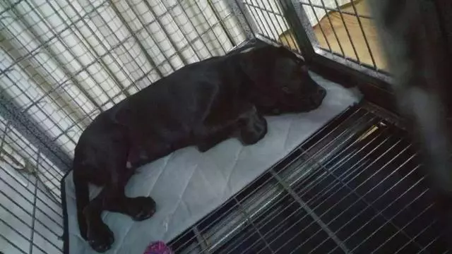 狗狗誤舔消毒液而中毒,打掃狗窩需注意三點,保護愛犬不被誤傷
