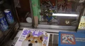 30張證明「柴犬就是一種搞笑生物」的激萌照片