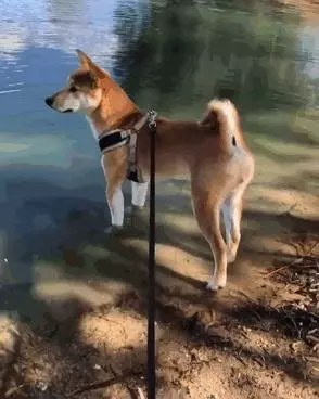 30張證明「柴犬就是一種搞笑生物」的激萌照片