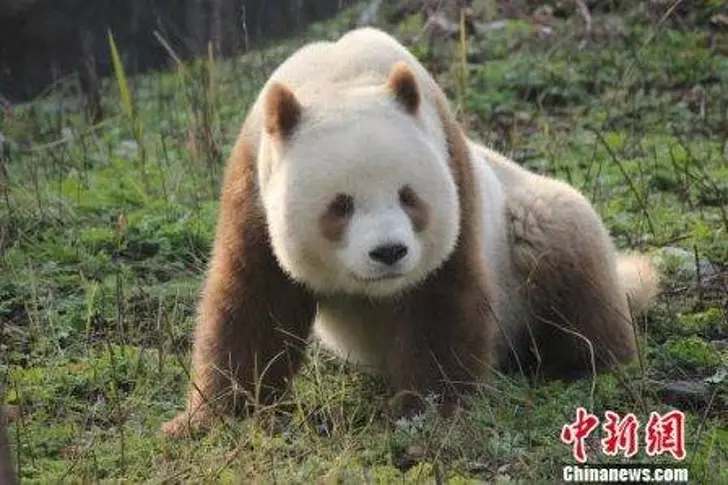 沒看過跟它們長一樣的! 26隻「天生就能當網紅」的獨特動物