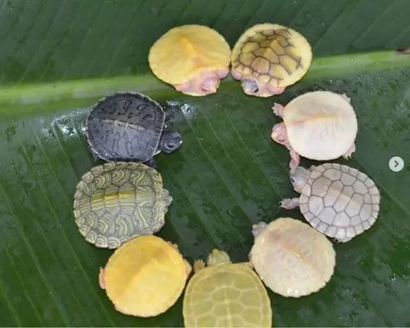 沒看過跟它們長一樣的! 26隻「天生就能當網紅」的獨特動物