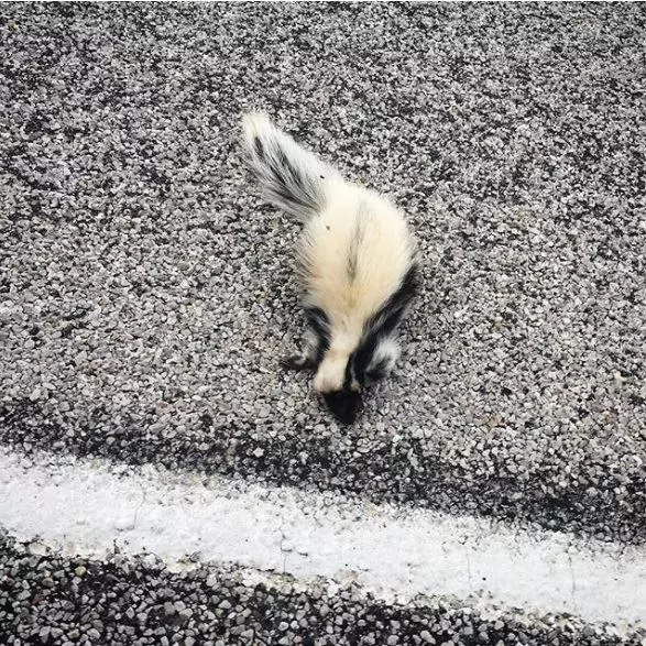 沒看過跟它們長一樣的! 26隻「天生就能當網紅」的獨特動物