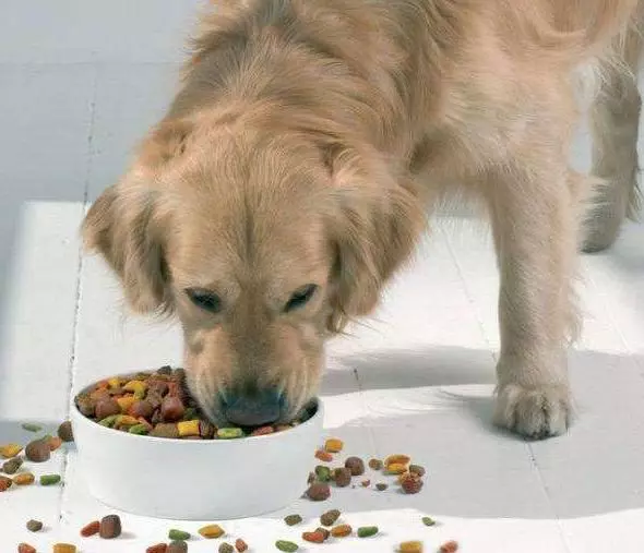 狗狗為甚麼愛把食物從碗里叼到地上呢?可能會是這四個原因之一!