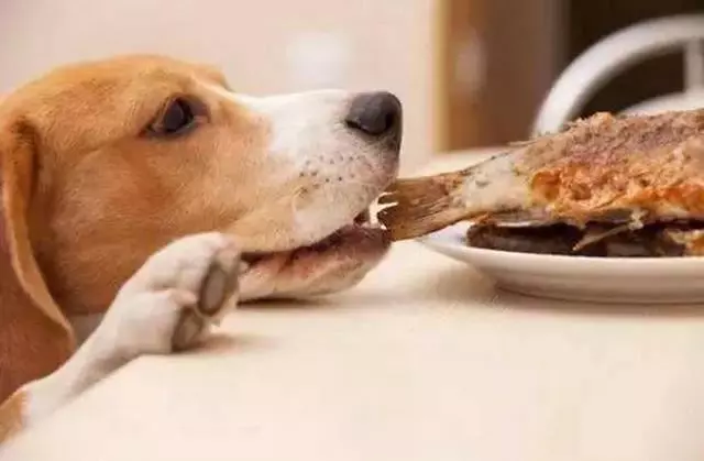 狗狗為甚麼愛把食物從碗里叼到地上呢?可能會是這四個原因之一!