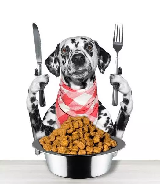 狗狗為甚麼愛把食物從碗里叼到地上呢?可能會是這四個原因之一!