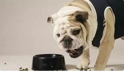 狗狗為甚麼愛把食物從碗里叼到地上呢?可能會是這四個原因之一!