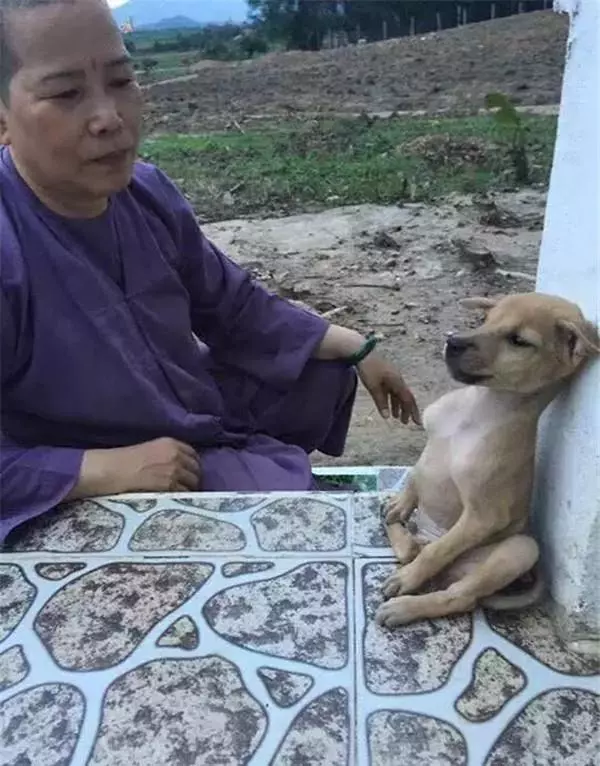 兩隻流浪狗被小孩欺負,被路過好心尼姑收留,可它們在尼姑庵舉動讓所有人沉默!