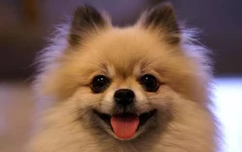 養狗疑惑:狗狗蟎蟲是必須打針嗎