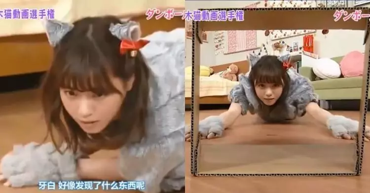 日本正妹擬貓化超萌!屁股翹高鑽紙箱「卡洞口不能動」…網秒邪惡:這部我看過(影)