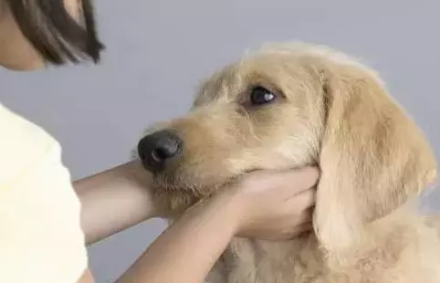 狗狗經常對你做這些動作,說明它足夠愛你