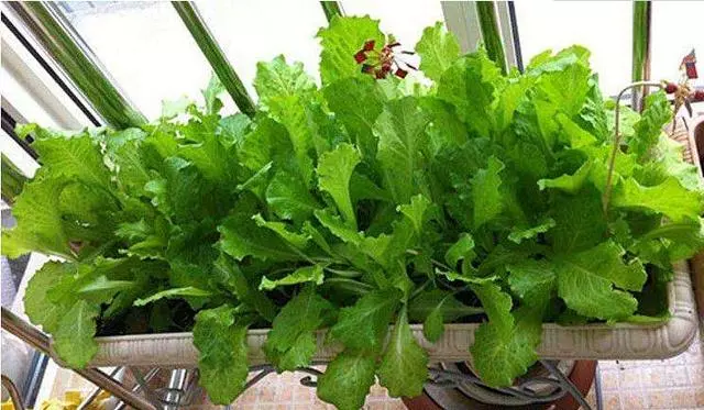 生菜非常好吃,自己在家就能種植,方法超級簡單