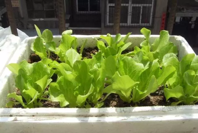 生菜非常好吃,自己在家就能種植,方法超級簡單