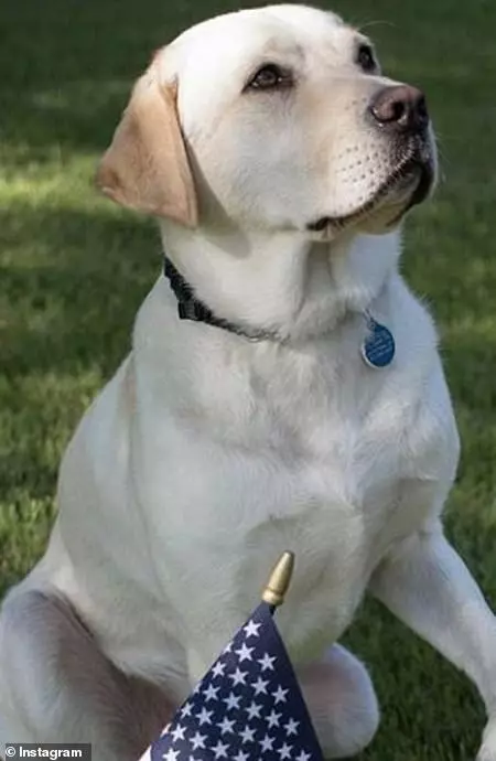 狗狗眼中只有主人… 忠犬為老布希守棺「盡職陪他走完最後一哩路」