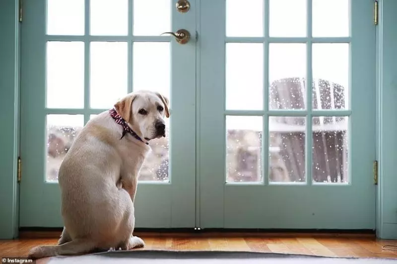 狗狗眼中只有主人… 忠犬為老布希守棺「盡職陪他走完最後一哩路」