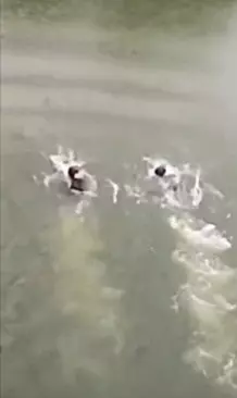 網上流傳一則40多秒的【3少年玩命視頻】網民看了怒轟!愚蠢