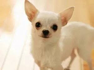 狗狗能活多久?正常狗狗壽命排名!