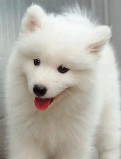 狗狗能活多久?正常狗狗壽命排名!