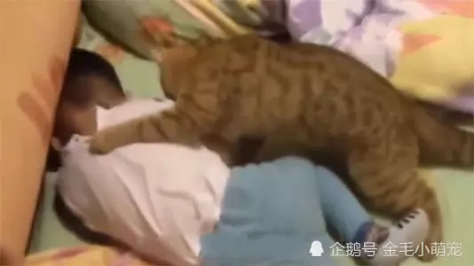 小主人被媽媽罵躺床上哭,貓咪看見後,接下來的舉動讓媽媽淚目