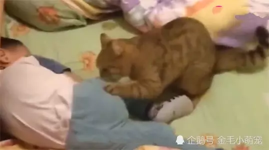 小主人被媽媽罵躺床上哭,貓咪看見後,接下來的舉動讓媽媽淚目