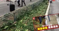 馬蓉爆頭破相照 友誓要王寶強吃牢飯