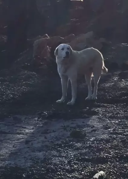 忠犬逃過加州大火死劫 堅守家園待主人歸來