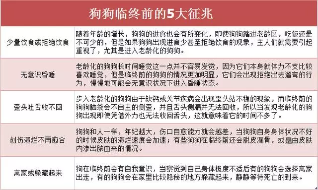 狗狗死前為什麼離家?真的是好狗不死家中嗎?