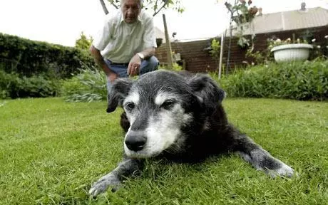 狗狗死前為什麼離家?真的是好狗不死家中嗎?