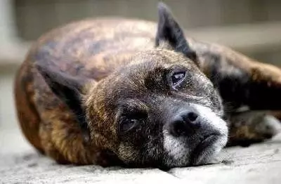 狗狗死前為什麼離家?真的是好狗不死家中嗎?