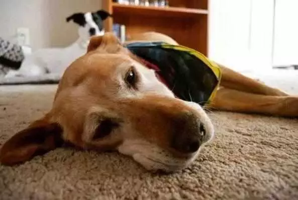 狗狗死前為什麼離家?真的是好狗不死家中嗎?