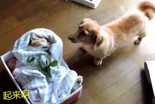貓咪老死,主人放進盒子準備送去火化,狗狗急得原地打轉