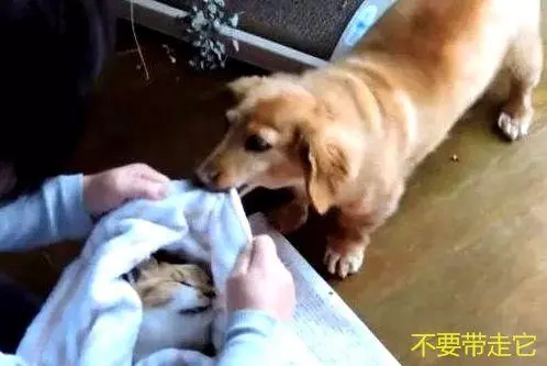 貓咪老死,主人放進盒子準備送去火化,狗狗急得原地打轉