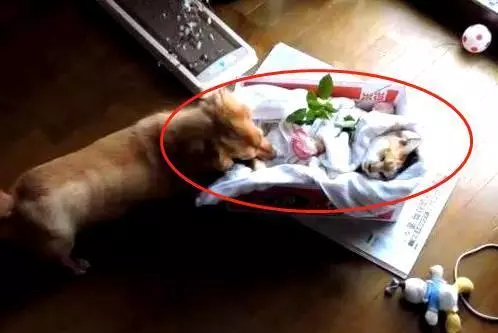 貓咪老死,主人放進盒子準備送去火化,狗狗急得原地打轉
