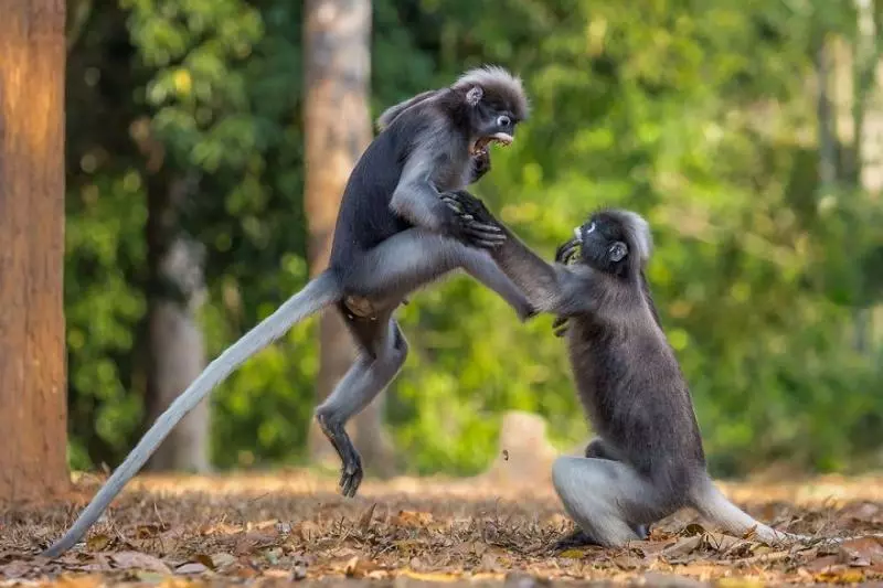 2018年「最搞笑20張動物照」大公開 動物界的諧星都在這了