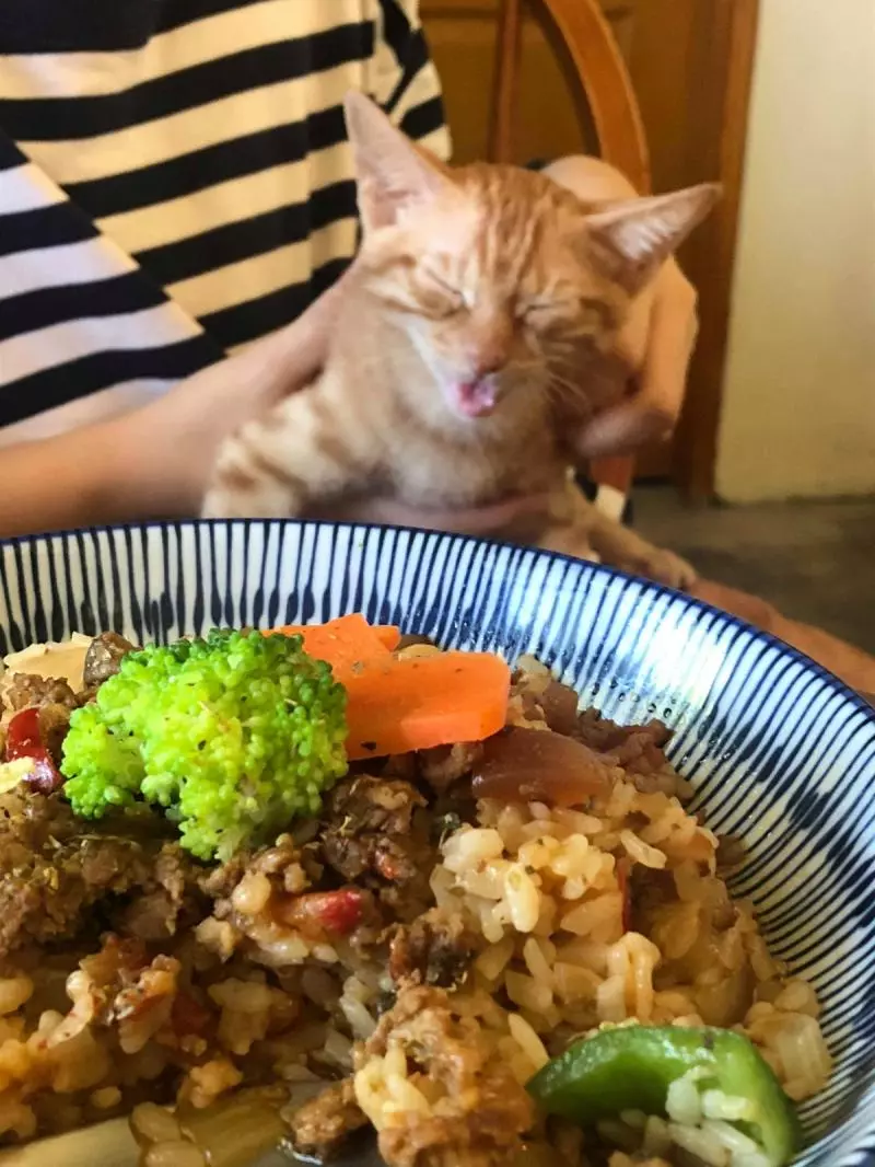 想收編老公不准!她狂傳「養我養我圖」洗版 小吃貨表情超有戲:快點喔~