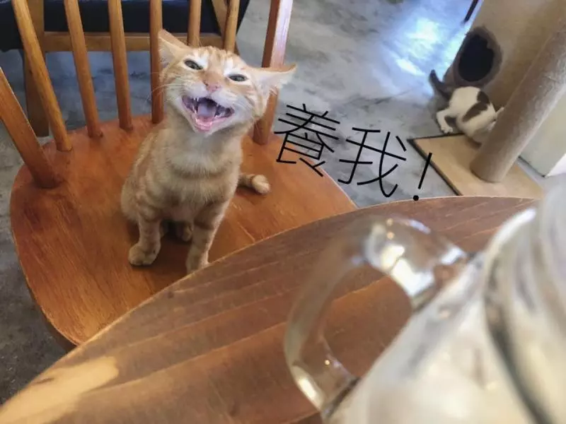 想收編老公不准!她狂傳「養我養我圖」洗版 小吃貨表情超有戲:快點喔~