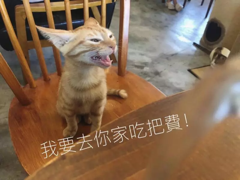 想收編老公不准!她狂傳「養我養我圖」洗版 小吃貨表情超有戲:快點喔~