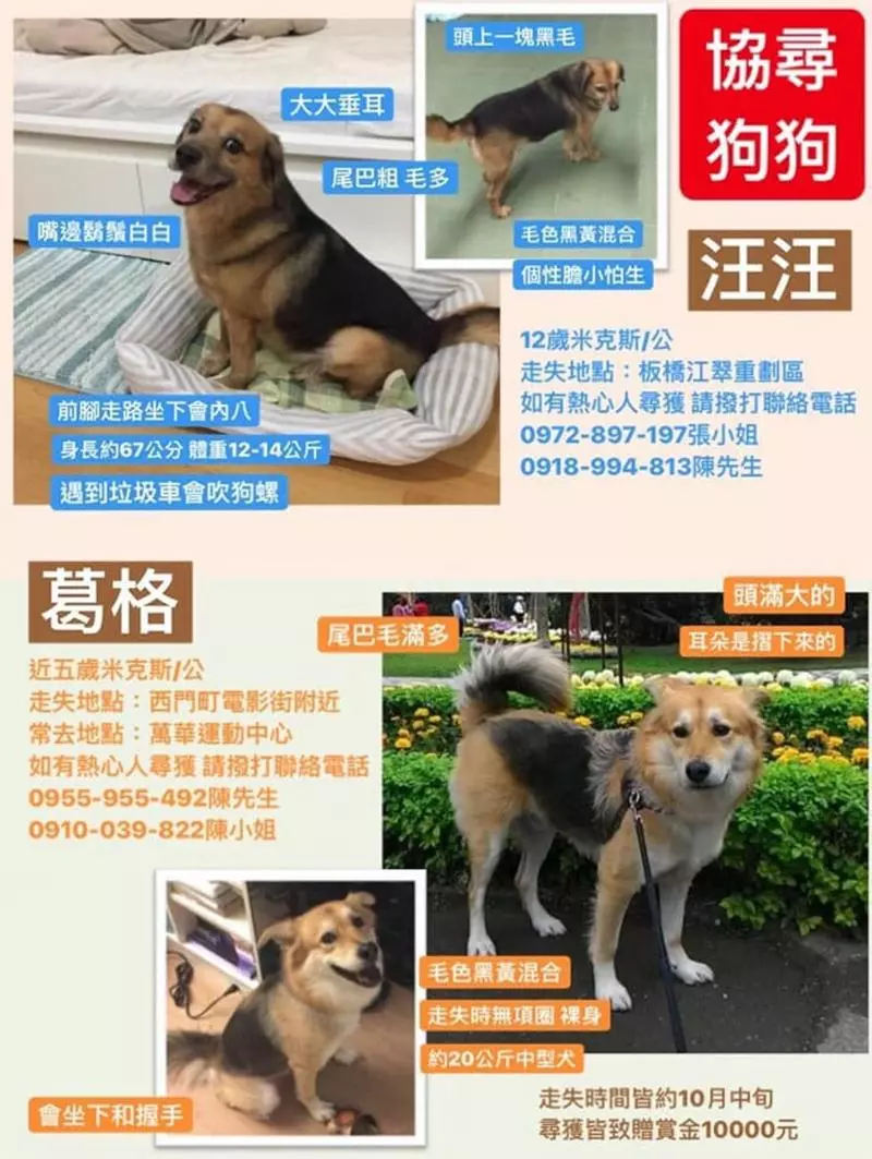 婆婆尋走失狗狗57天 凌晨登山再次撲空 跪下淚崩:好想你