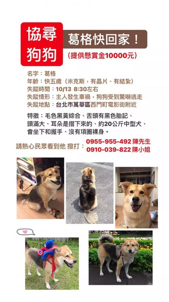 婆婆尋走失狗狗57天 凌晨登山再次撲空 跪下淚崩:好想你