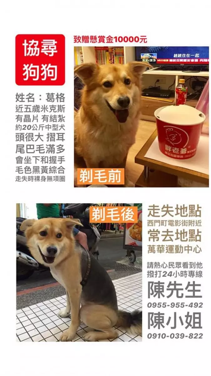 婆婆尋走失狗狗57天 凌晨登山再次撲空 跪下淚崩:好想你