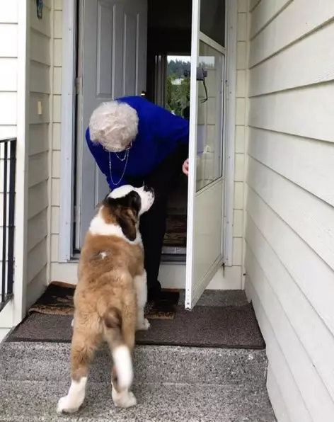 93歲奶奶走了老伴就一直獨居 隔壁大狗溫馨來認親:當我阿嬤豪不好