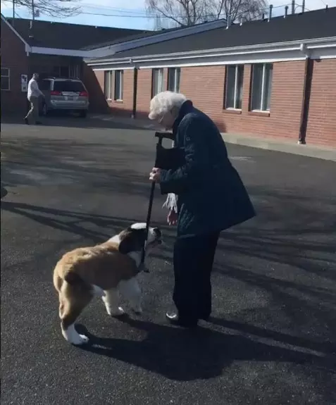 93歲奶奶走了老伴就一直獨居 隔壁大狗溫馨來認親:當我阿嬤豪不好