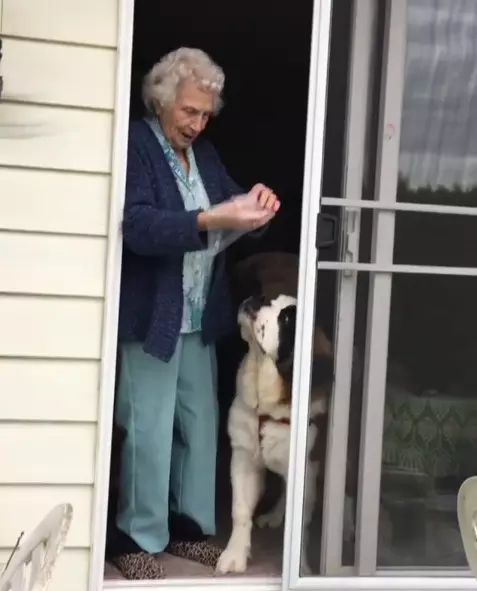 93歲奶奶走了老伴就一直獨居 隔壁大狗溫馨來認親:當我阿嬤豪不好