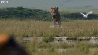落單雄獅被20多隻鬣狗包圍好絕望 關鍵時刻「好友霸氣登場救援」