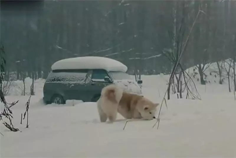 忠犬不知道主人已離開世界,每天去街道撿食物送給主人,感動哭了!