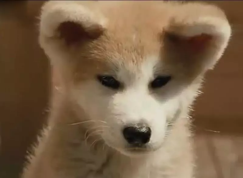 忠犬不知道主人已離開世界,每天去街道撿食物送給主人,感動哭了!