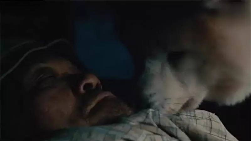 忠犬不知道主人已離開世界,每天去街道撿食物送給主人,感動哭了!