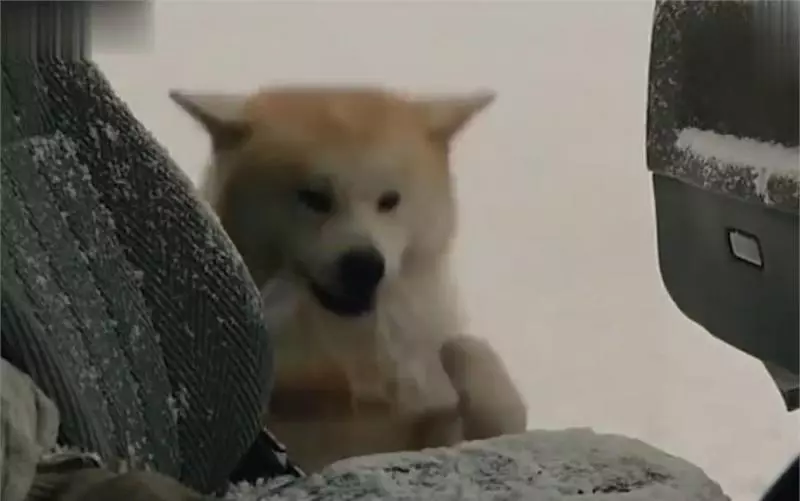 忠犬不知道主人已離開世界,每天去街道撿食物送給主人,感動哭了!