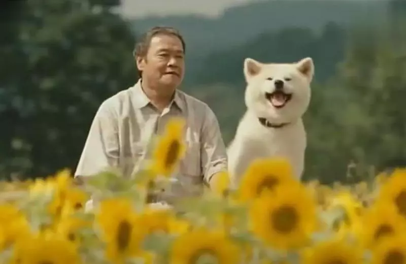 忠犬不知道主人已離開世界,每天去街道撿食物送給主人,感動哭了!
