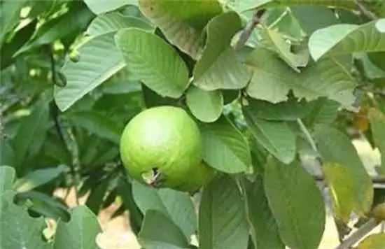 芭樂葉煮水「脫髮救星」芭樂葉泡茶「降三高」原來芭樂葉那麼好用啊!